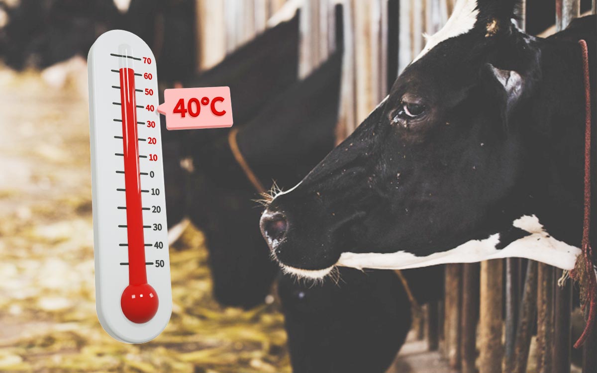 Managing the Heat Stress in Your Herd