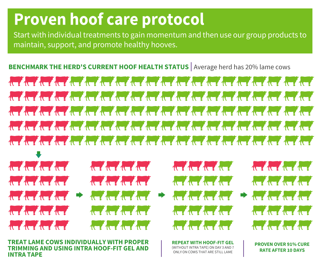 Our Proven Hoof Care Protocol for Best result in preventing cow lameness