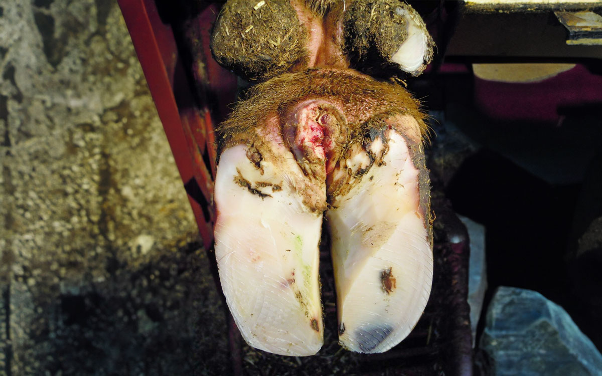 Hairy Heel Warts in Cattle: Symptoms, Causes, and Treatment