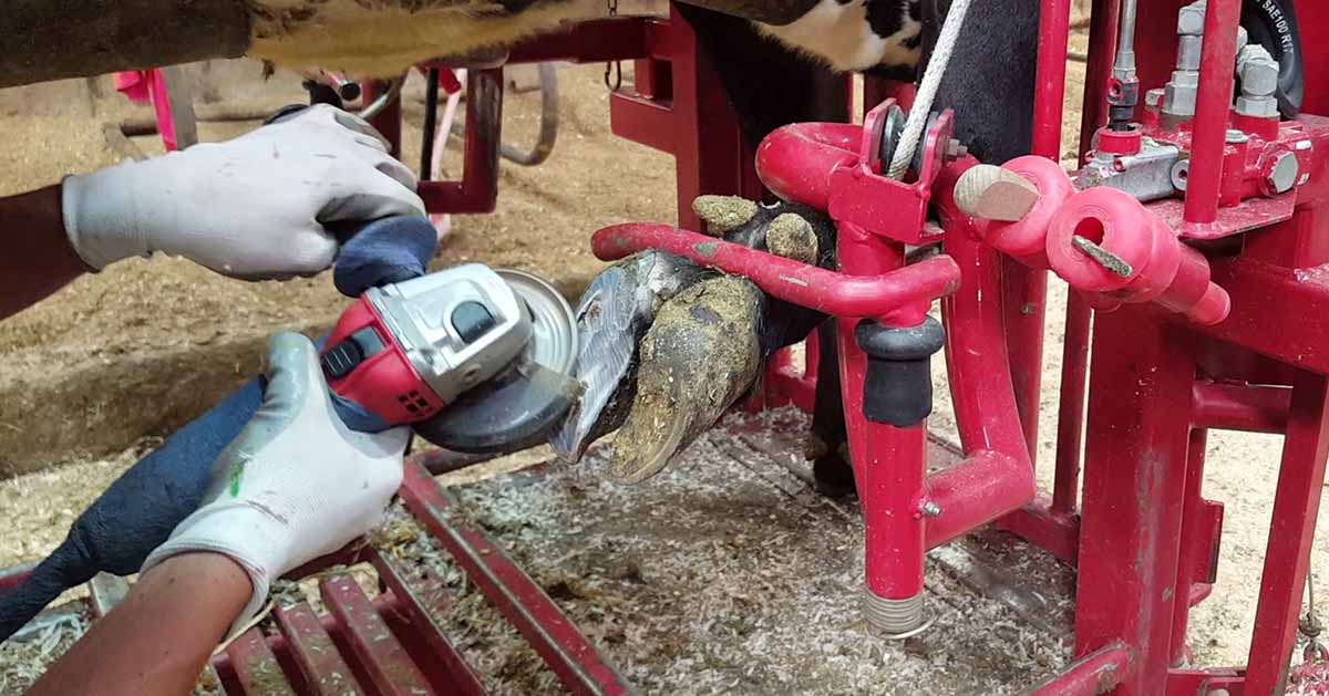 Hoof Trimming Frequency How Often Should I Trim My Cattle 3030