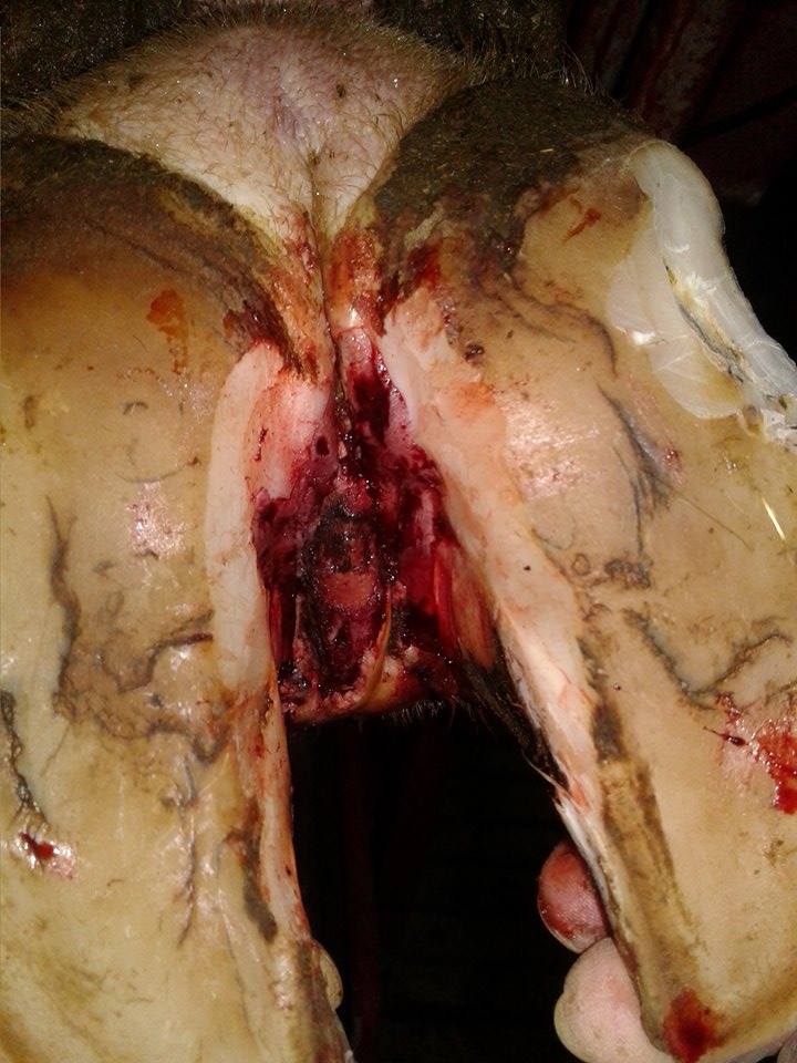 Foot Rot in Dairy Cows