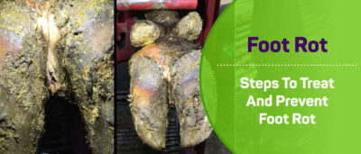 How Does Foot Rot (or Hoof Rot) Affect a Cow’s Performance?