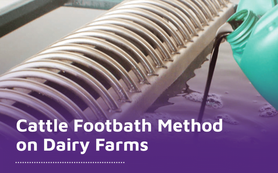 Overview of the Cattle Footbath Method on Dairy Farms