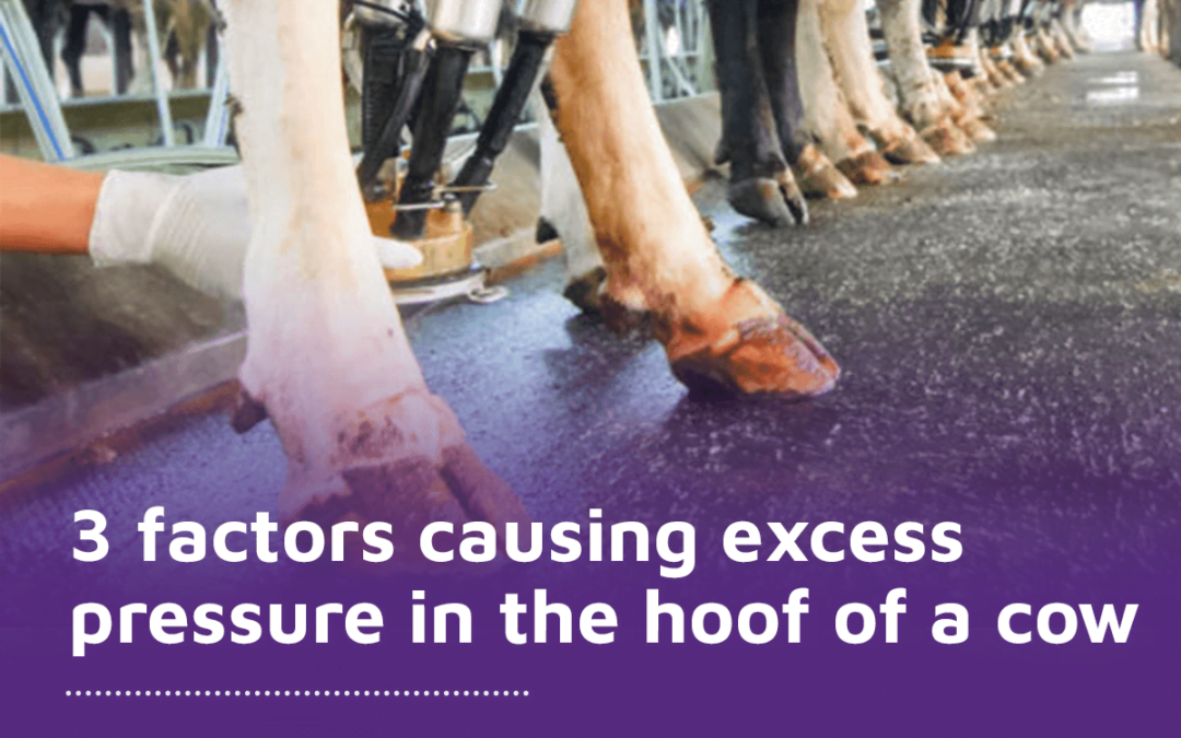 3 factors causing excess pressure in the hoof of a dairy cow
