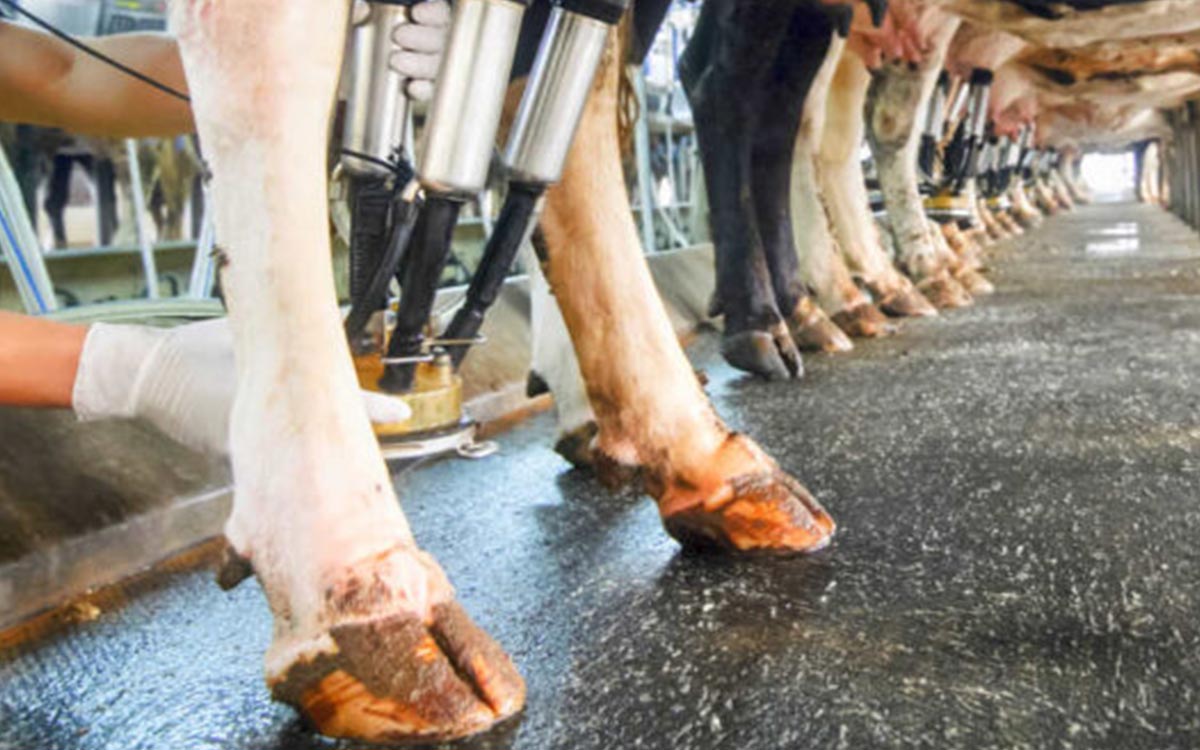 Factors causing excess pressure in the hoof of a dairy cow