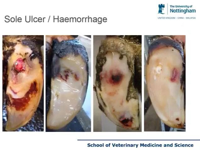 Sole ulcer stages in cattle