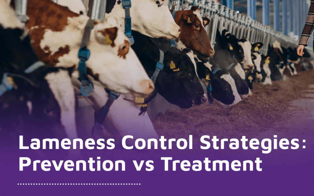 Lameness Control Strategies: Prevention vs Treatment