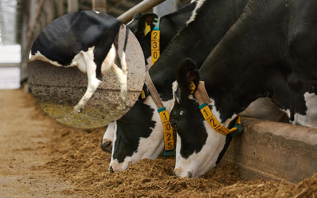 Best Lameness Control Strategies Prevention or Treatment