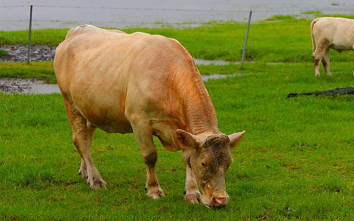 A Wet Spring and its Impact on Lameness in Cows