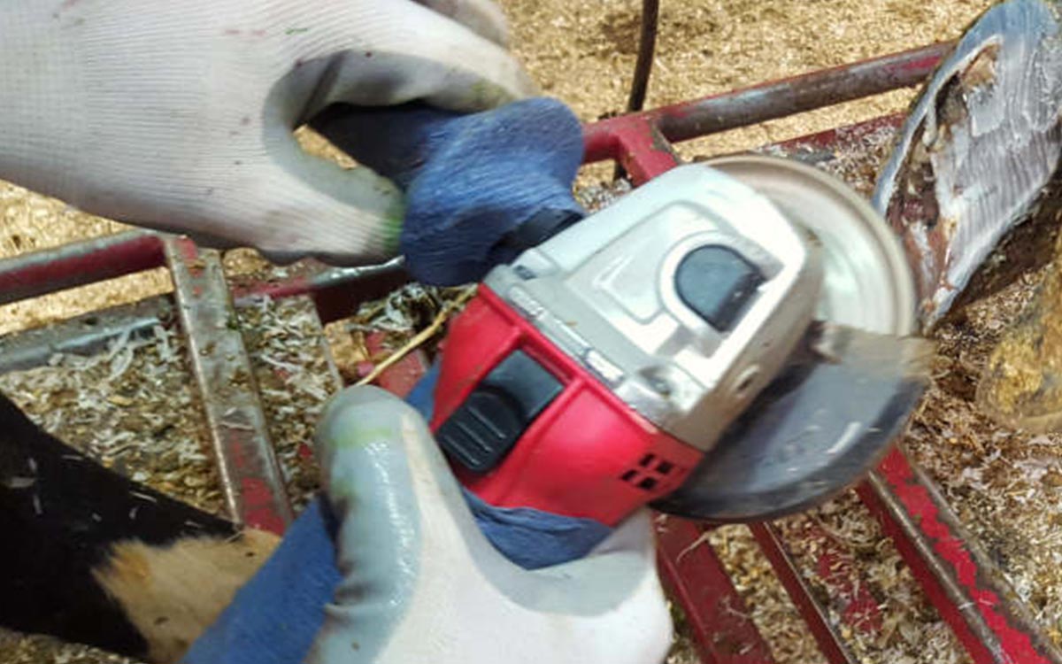 Hoof Trimming Frequency