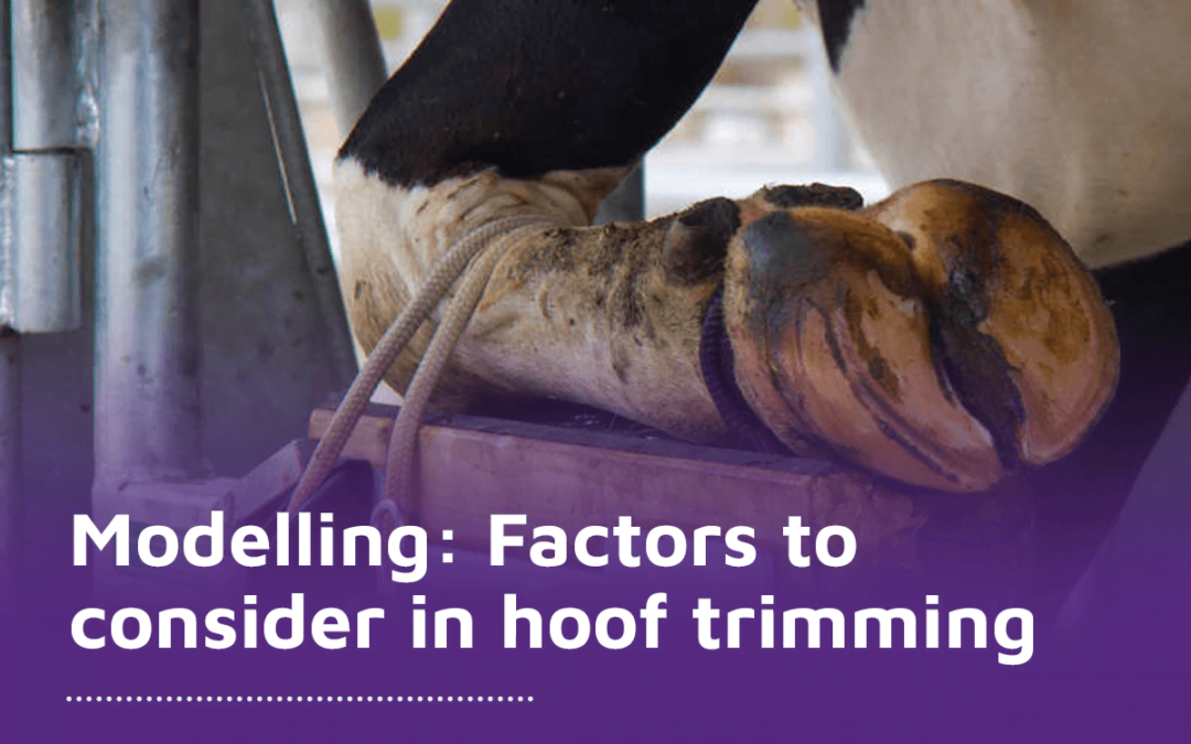 Modelling: Factors to consider in hoof trimming