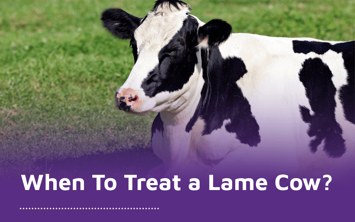 When To Treat a Lame Cow