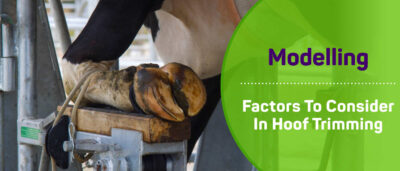Modelling: factors to consider in hoof trimming