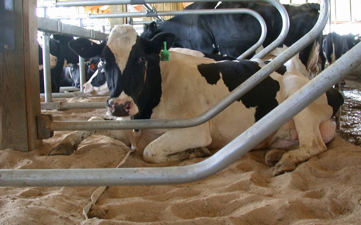 Sand bedding: Does it increase lameness?