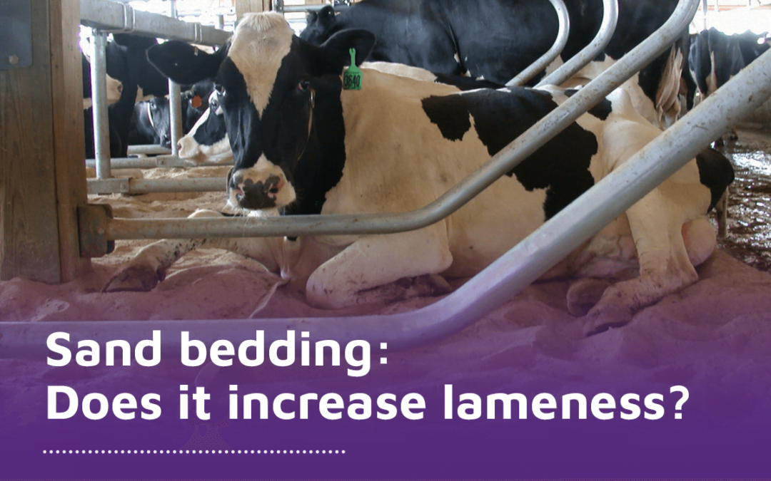 Sand bedding: does it increase lameness?