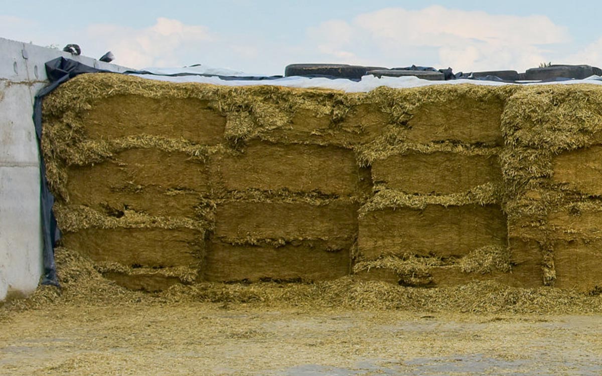 Forage banking: No worries over summer feed supplies