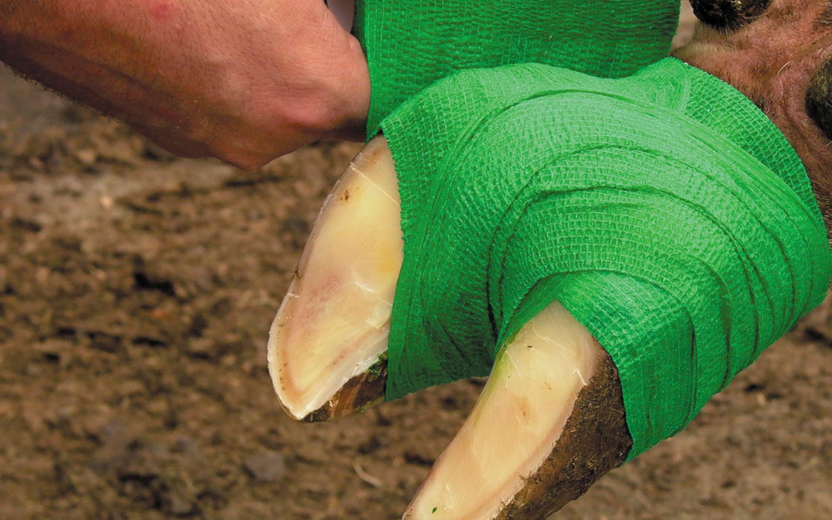 Four hoof experts share tips on hoof wrapping