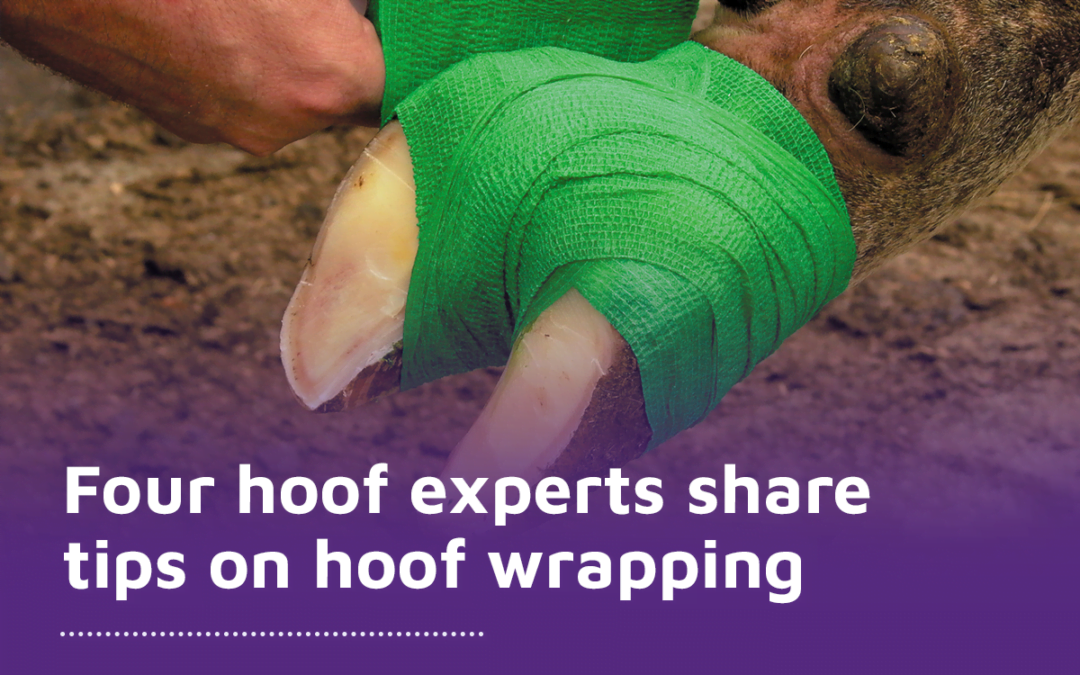 Four hoof experts share tips on hoof wrapping