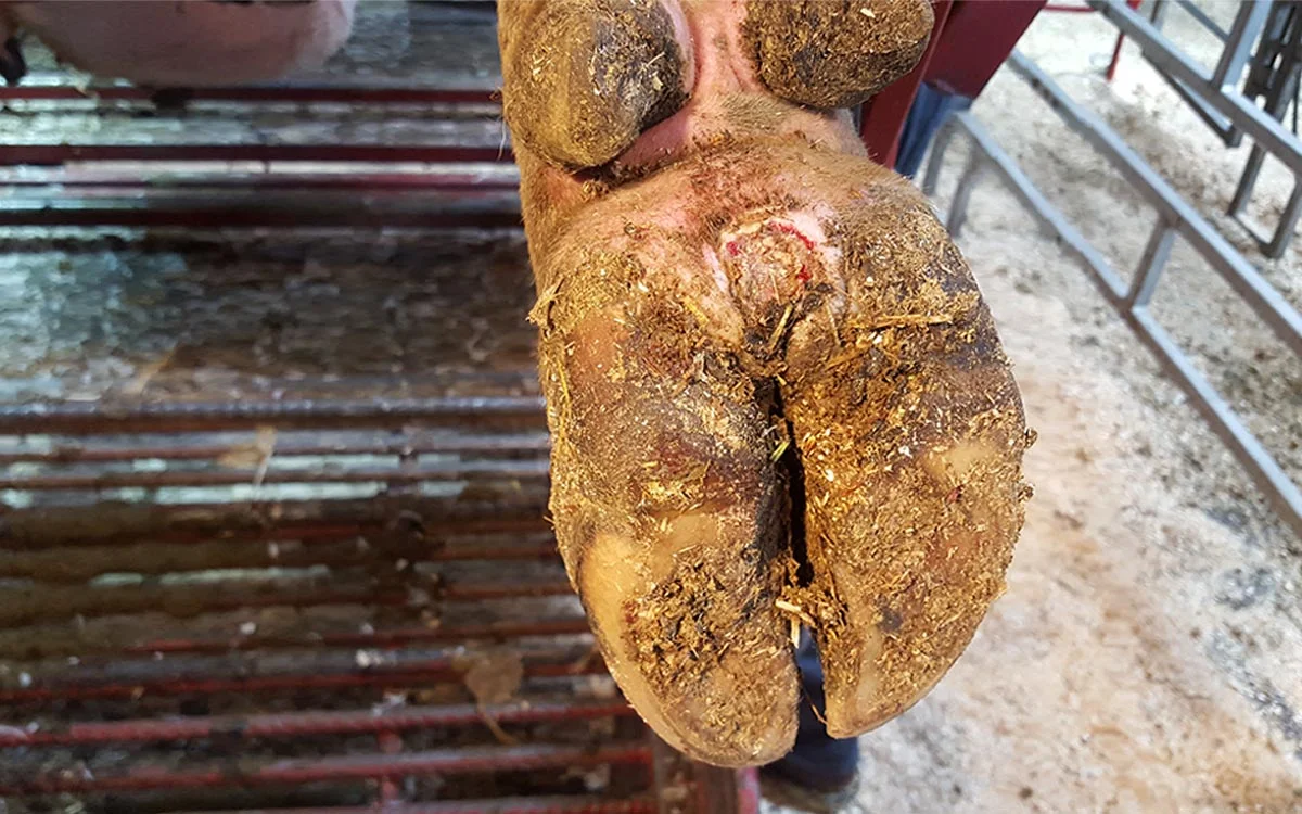 Foot Rot in Cattle: Prevention, Symptoms, and Treatment Guide