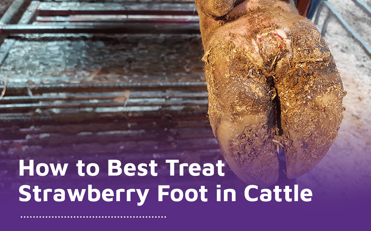 How to Best Treat Strawberry Foot in Cattle