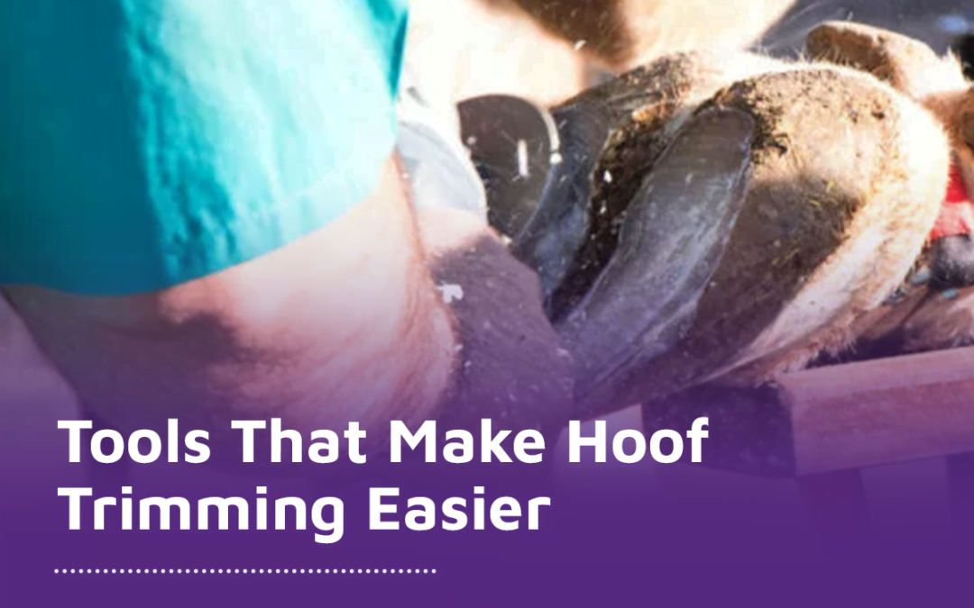 Hoof trimming is more productive and pleasant when you use professional tools.