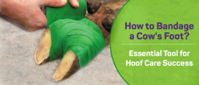 How to Bandage a Cow’s Foot?