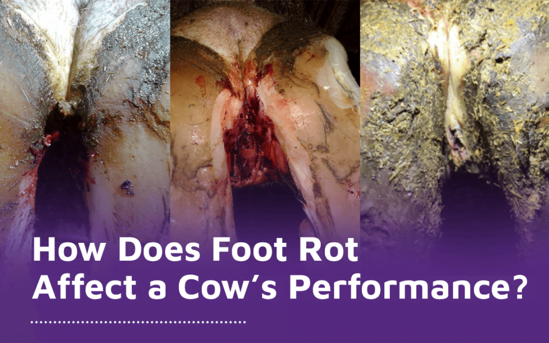How Does Foot Rot (or Hoof Rot) Affect a Cow’s Performance?