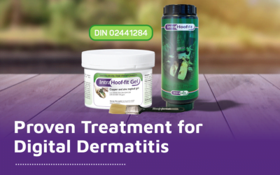 What is the Proven Treatment for Digital Dermatitis?