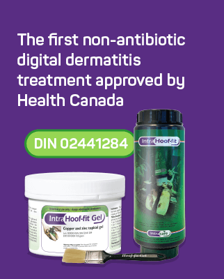 Hoof-fit Gel: the first Canadian non-antibiotic digital dermatitis treatment