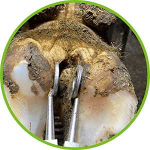 Hoof Treatment Plier How to Use