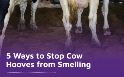 5 Ways to Stop Cow Hooves from Smelling