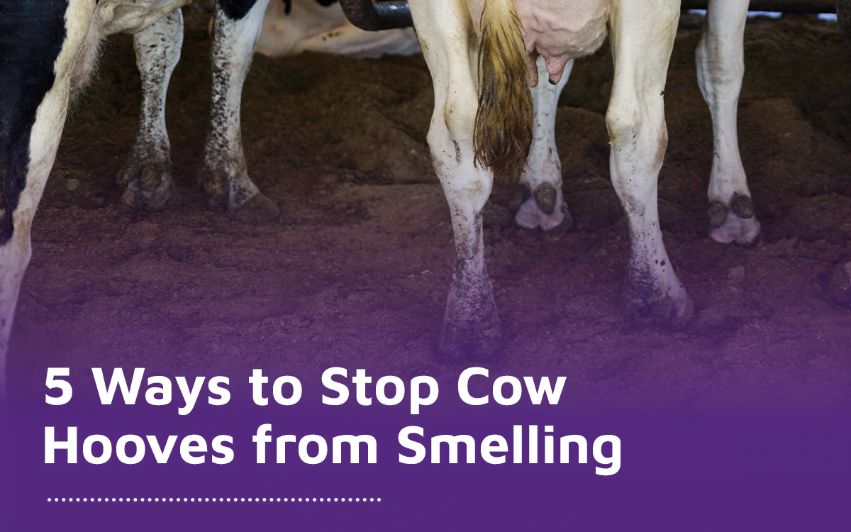 Explaining 5 ways to stop cow hooves from smelling by Diamond Hoof Care, Canada.
