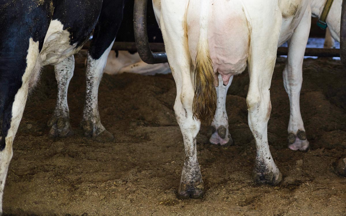 5 Ways to Stop Cow Hooves from Smelling