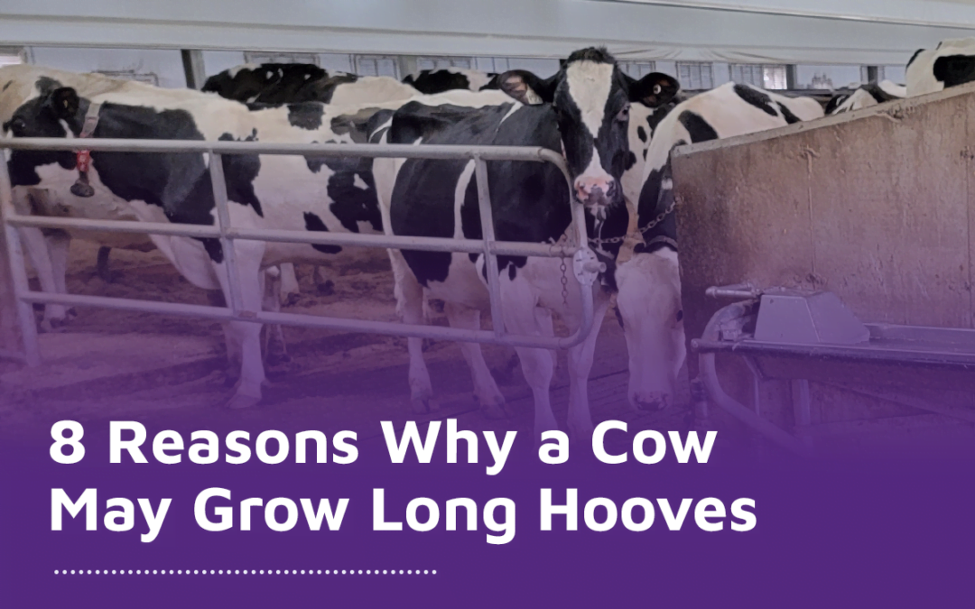 8 Reasons Why a Cow May Grow Long Hooves