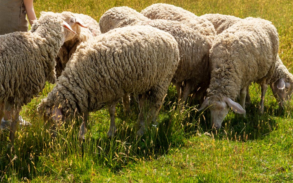 Can tick bite make sheep sick?