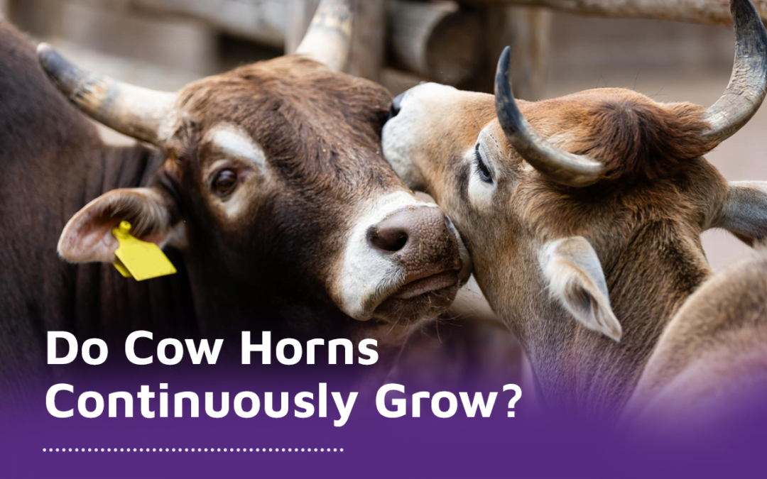 Do Cow Horns Continuously Grow