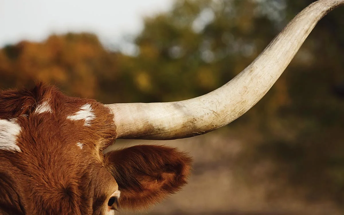 Do Cow Horns Continuously Grow? What You Need to Know photo picture