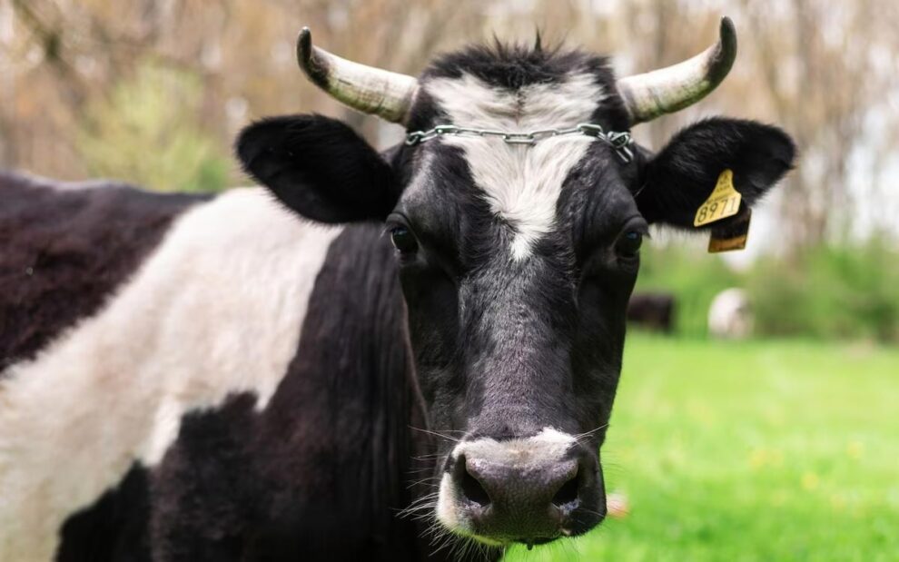 How Long Does It Take for a Cow Horn to Grow?