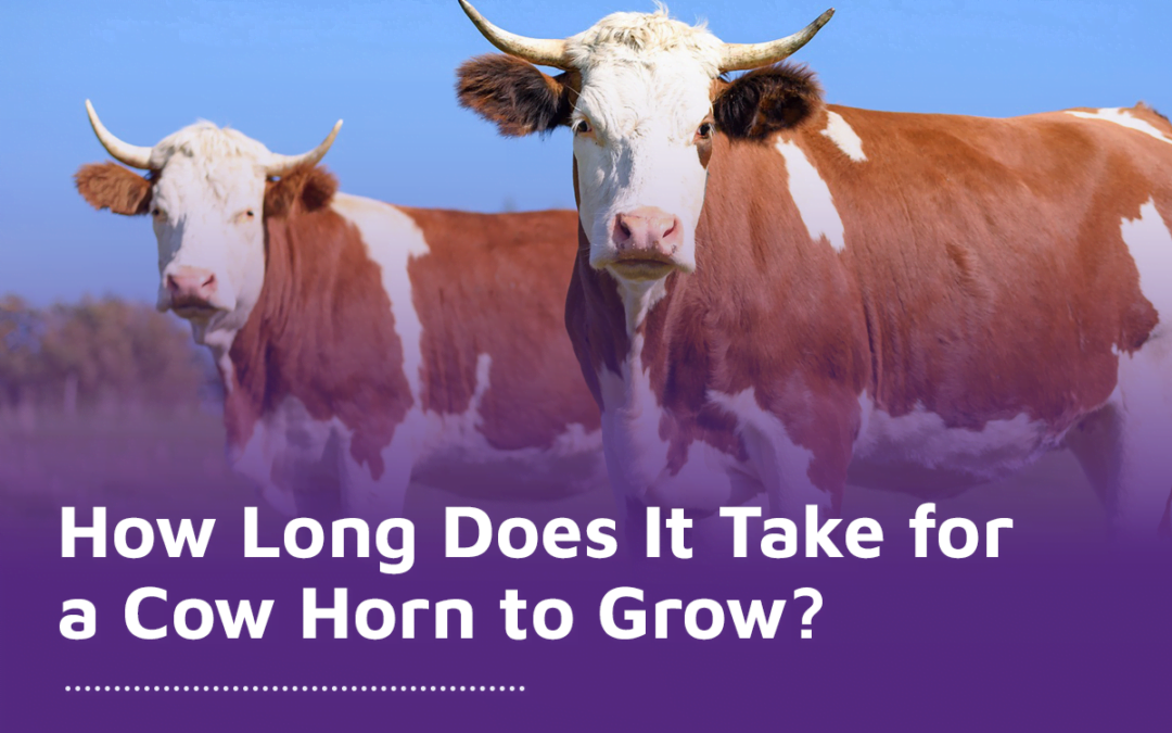 How Long Does It Take for a Cow Horn to Grow?