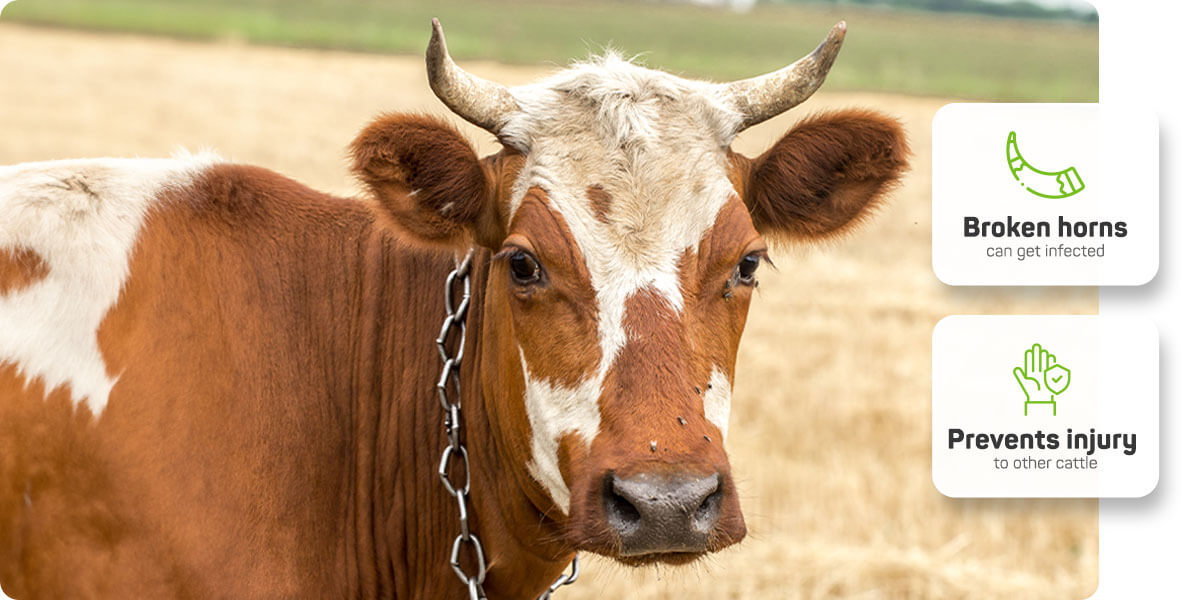 How fast are cow horns growing? Is dehorning good idea?