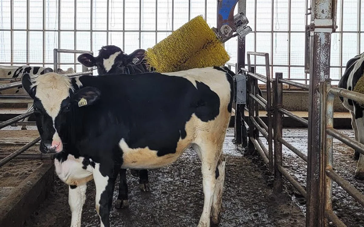 It May Not Smell Great, but Dust From Dairy Farms Could Have