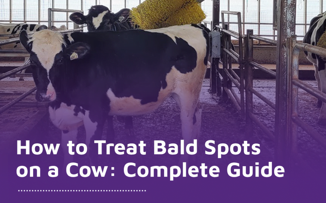 How to treat bald spots on cow