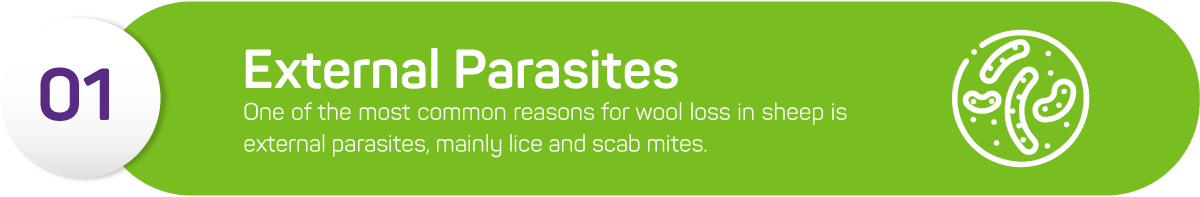 One of the most common reasons for wool loss in sheep is external parasites, mainly lice and scab mites. Among other symptoms, external parasites cause skin irritation and scratching, which is how you can tell they are the problem.<br />
