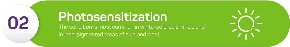 Photosensitization is another disease that can cause wool loss. The condition is most common in white-colored animals and in less-pigmented areas of skin and wool. It occurs due to photosensitive chemicals in sheep’s skin coming into contact with sunlight.
