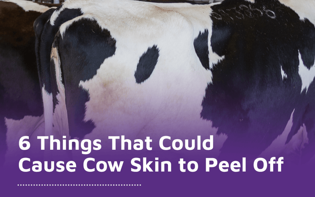 6 Things That Could Cause Cow Skin to Peel Off