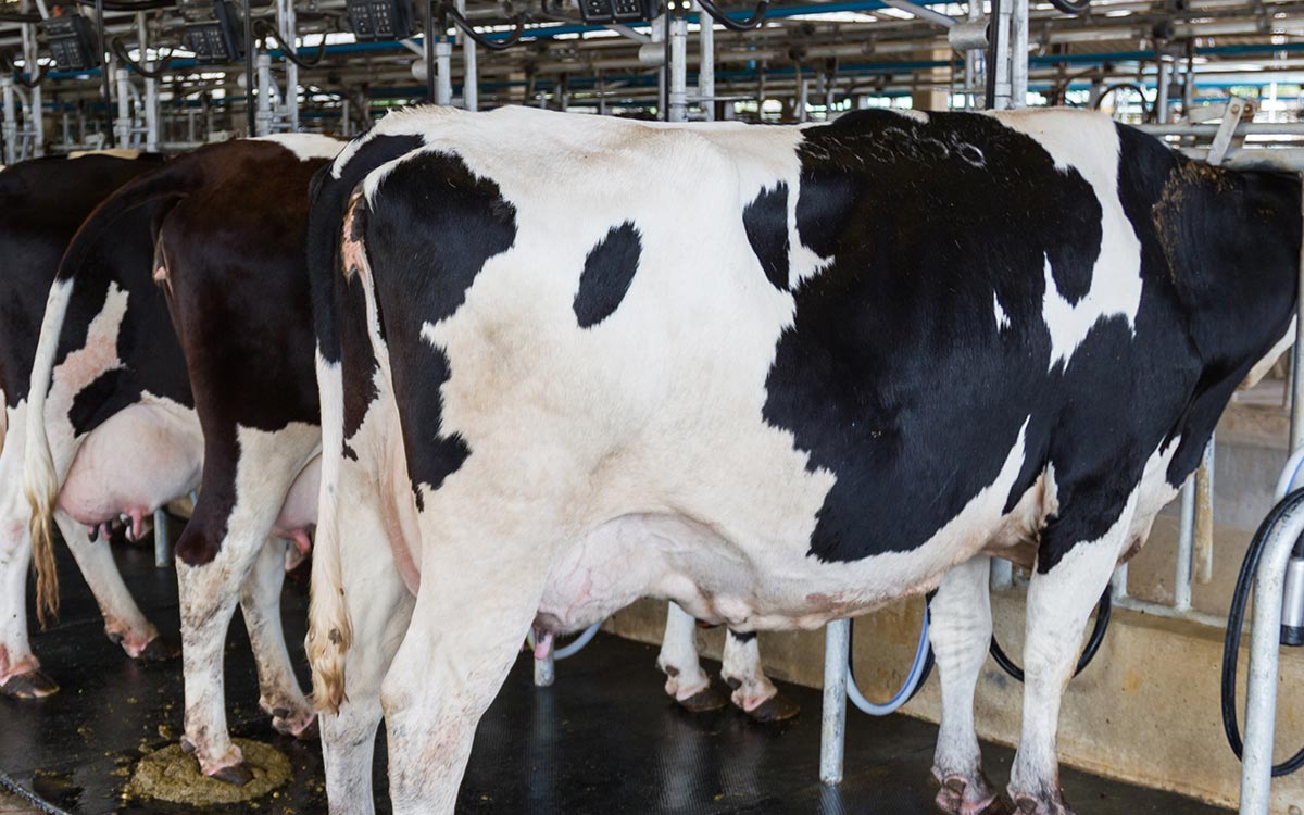 6 Things That Could Cause Cow Skin to Peel Off
