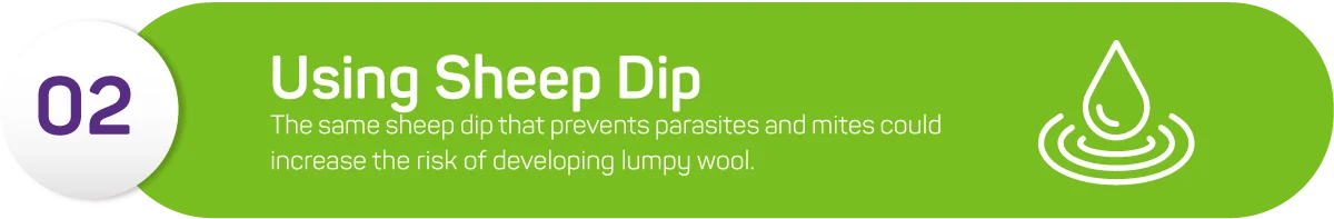 The same sheep dip that prevents parasites and mites could increase the risk of developing lumpy wool. It contains chemicals that can break down the wax layer on the sheep, making it easier for bacteria to enter and cause harm.<br />
