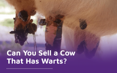 Can You Sell a Cow That Has Warts?