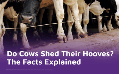 Do Cows Shed Their Hooves? The Facts Explained