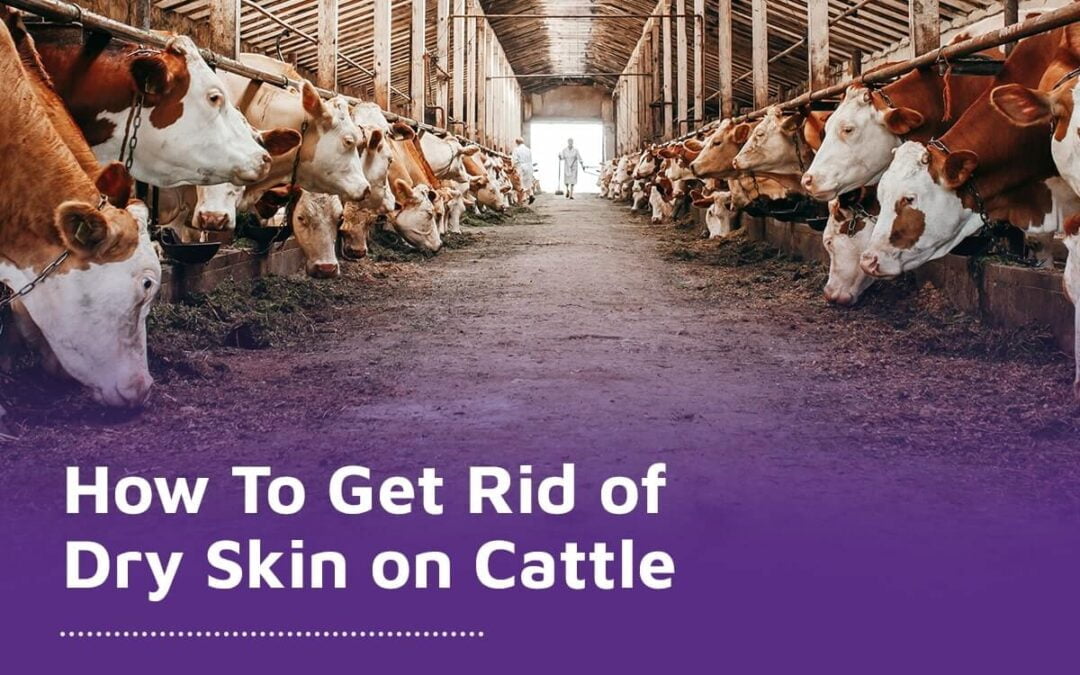 Keeping your cattle’s skin healthy is essential not only for their comfort but also for their health. Dry and flaky skin is more susceptible to various infections, not to mention that dry skin is unsightly and itchy for the cow. Unfortunately, sometimes cattle get dry skin no matter how carefully you tend to them, but you can get rid of it.